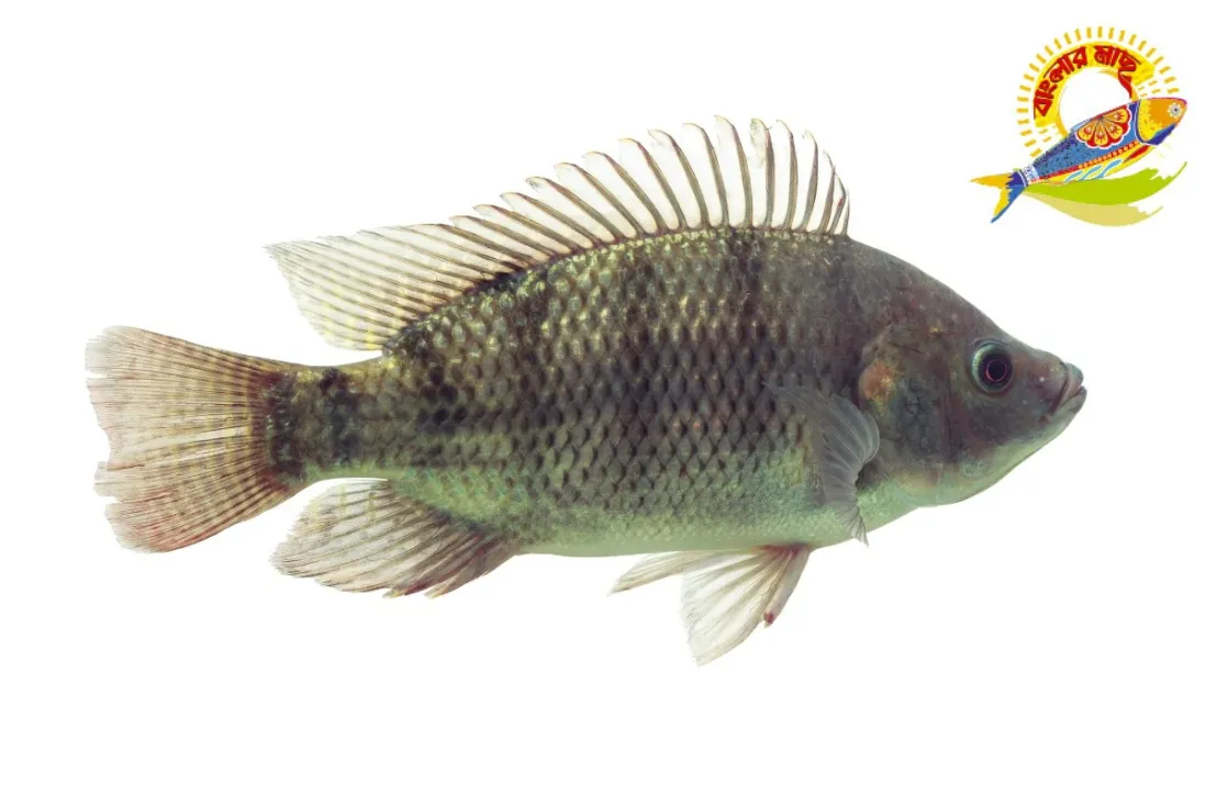 Black Tilapia ( 400-1000)Gm - 400-600 Gm/Pc