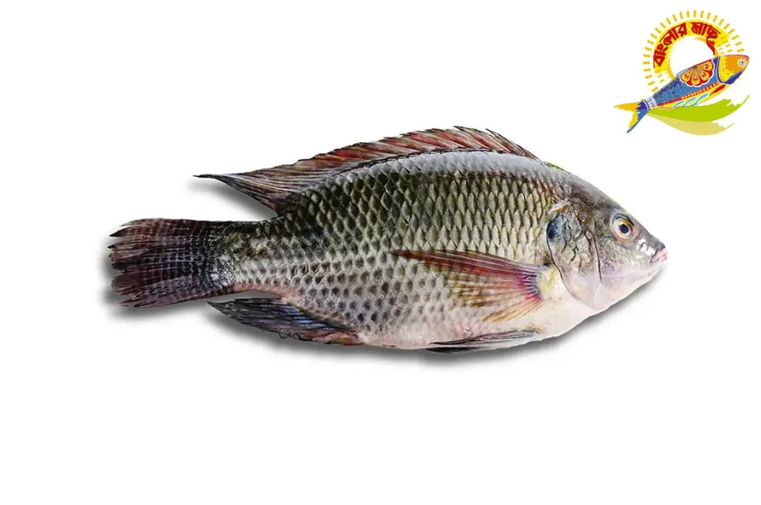 Black Tilapia ( 400-1000)Gm - 600-800gm/Pc