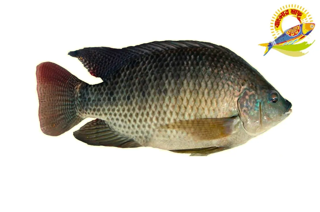 Black Tilapia ( 400-1000)Gm - 800-1000 Gm/Pc