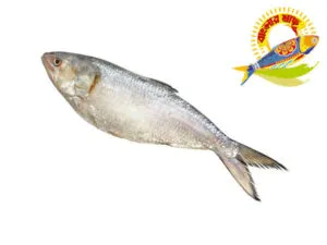 Banglar Hilsa