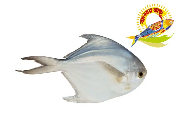 Silver Pomfret 100gm-300gm - 100-200gm