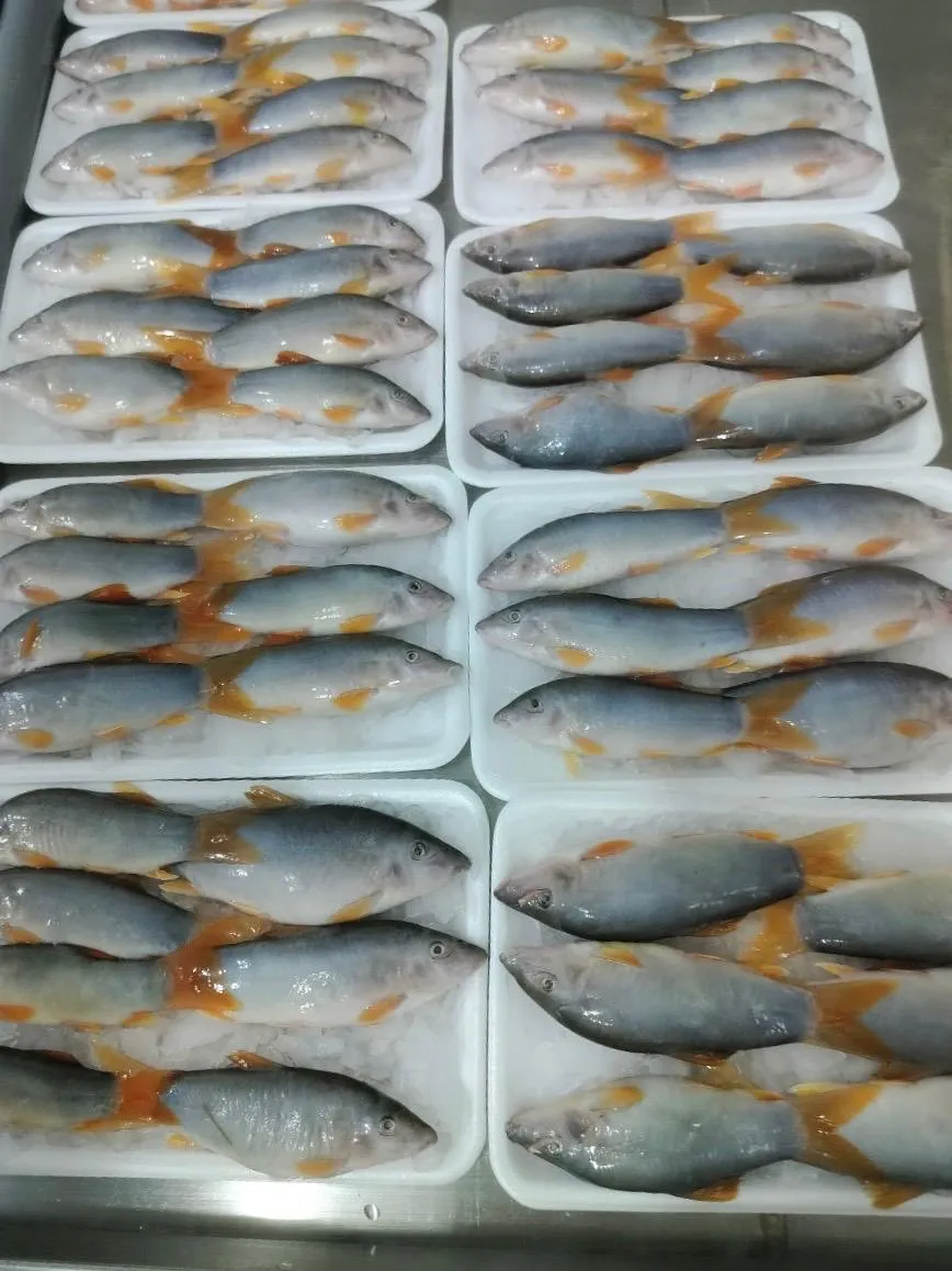 Blue Botia Whole Round