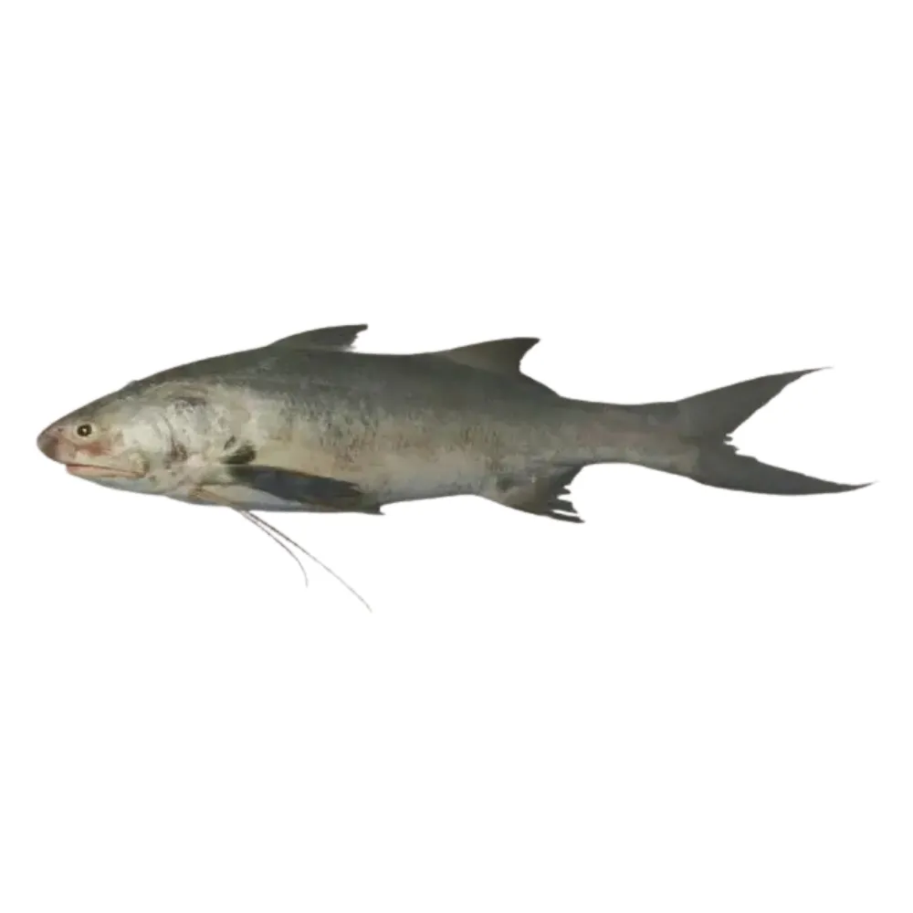 Lakkha Fish (G)  Banglar Maach