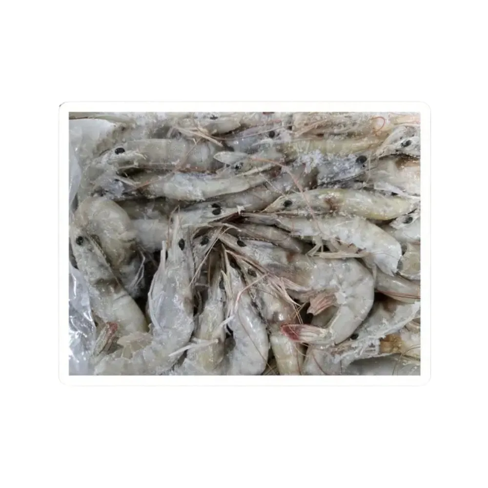 Shrimp 800/100 Head On -B&C