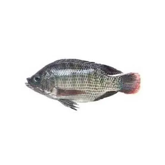 Tilapia (400-600gm/Pc) Clean