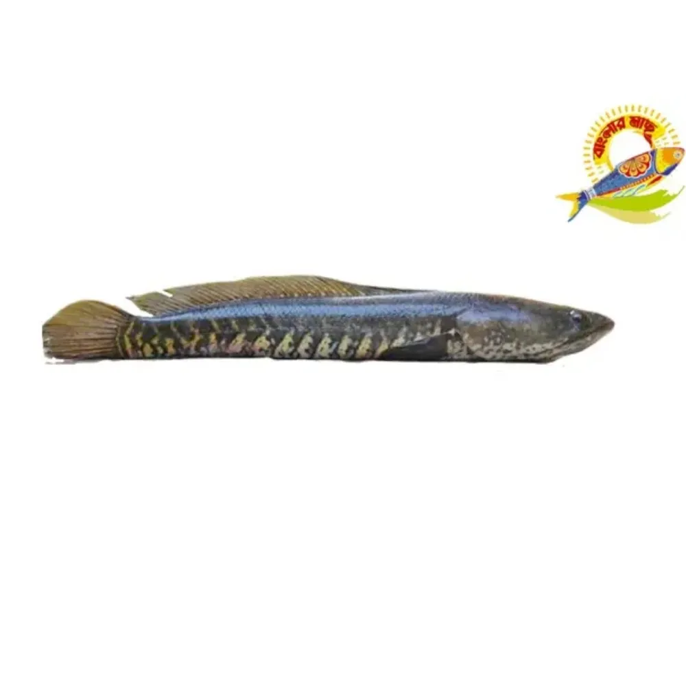 Whole Shoil (800-1500)Gm /Pc - (1200-1500)Gm