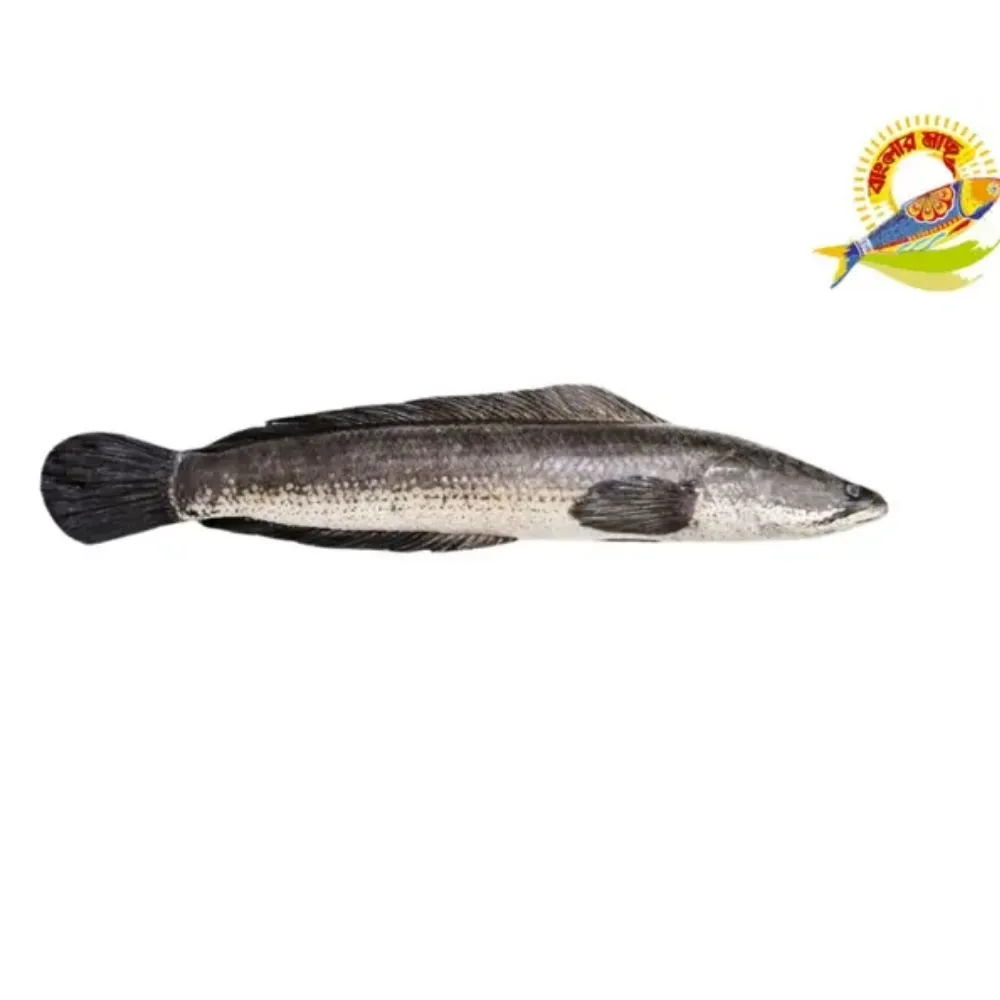 Whole Shoil (800-1500)Gm /Pc - (800-1200)Gm